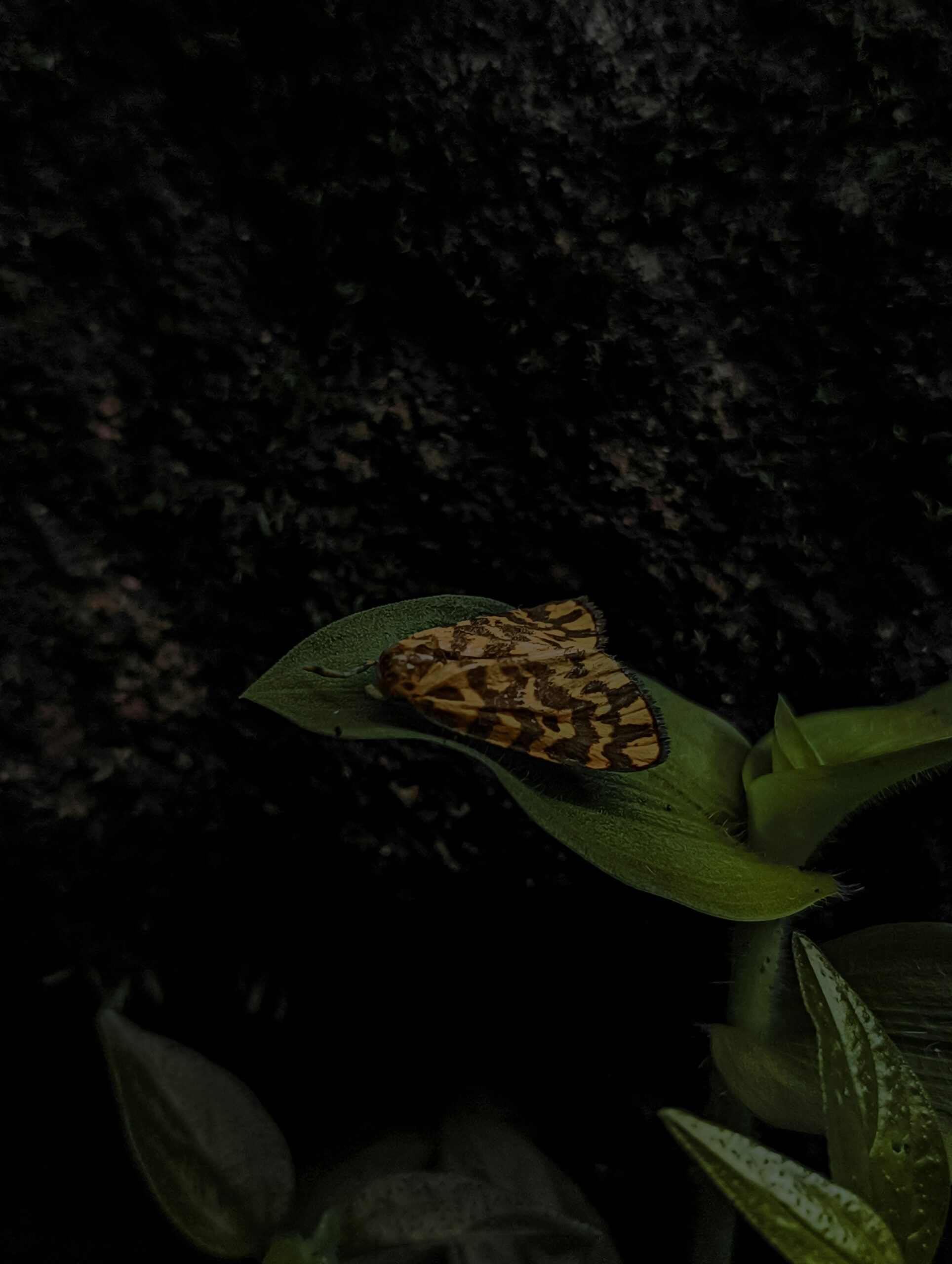 Permakultur: Mein Einstieg