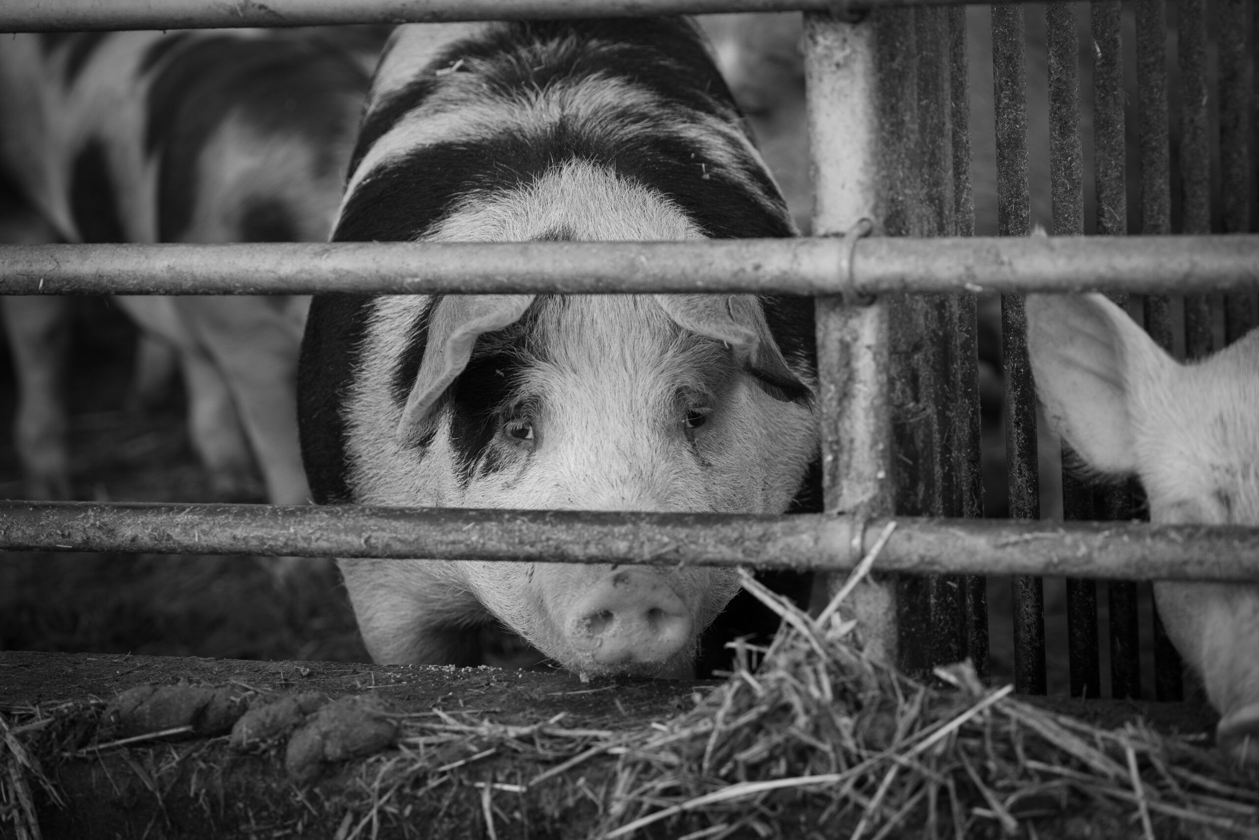 Fünf Freiheiten im Tierschutz