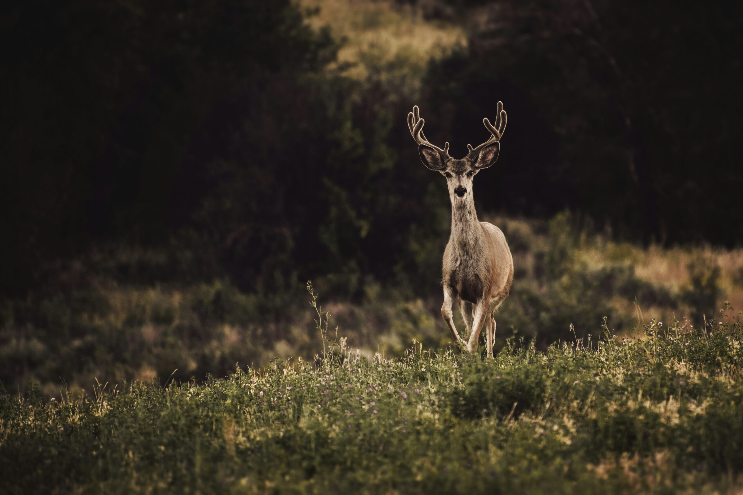 Fleischkonsum und Tierschutz – ein Widerspruch?